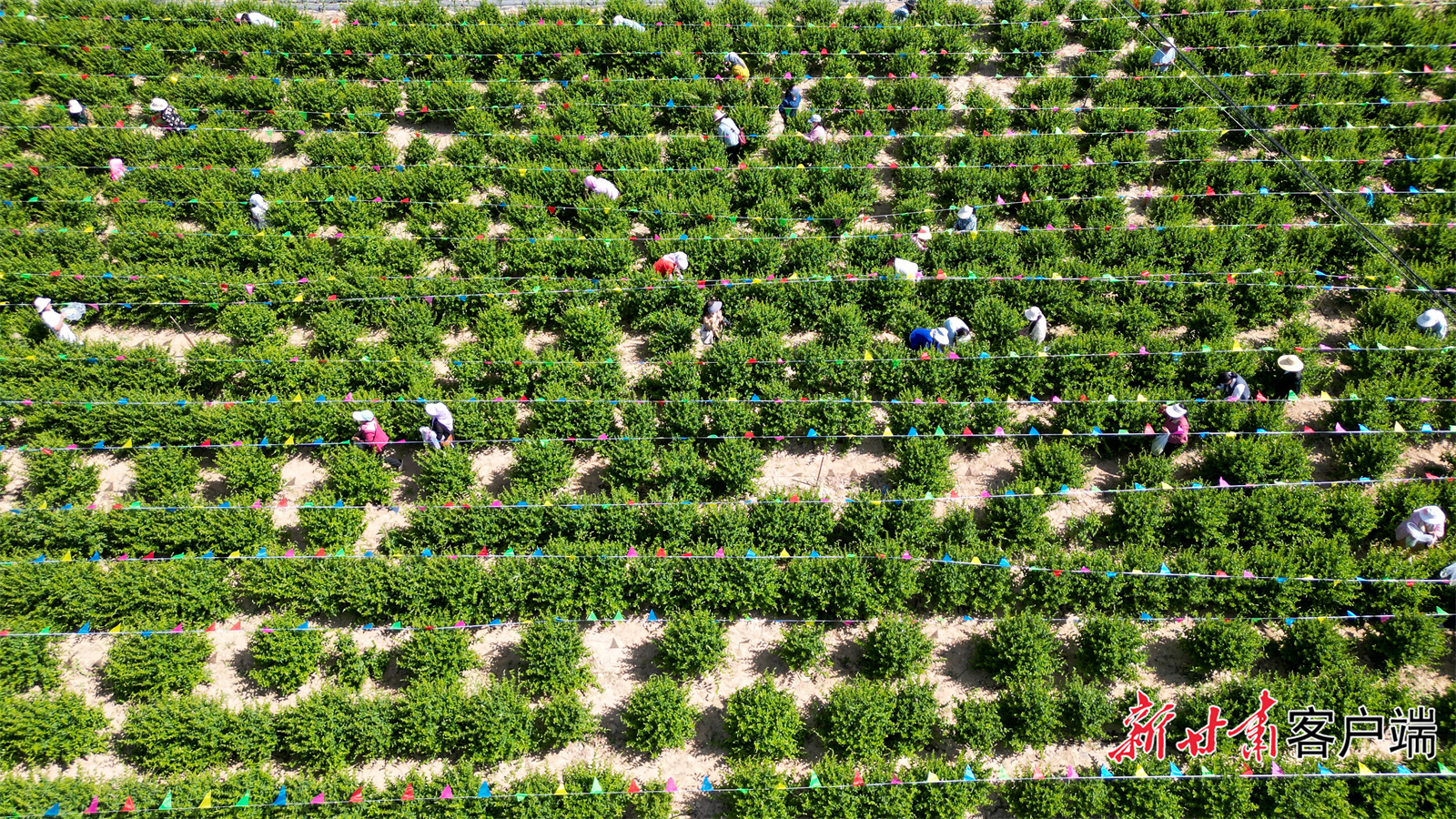 14(41507110)-20250618073108