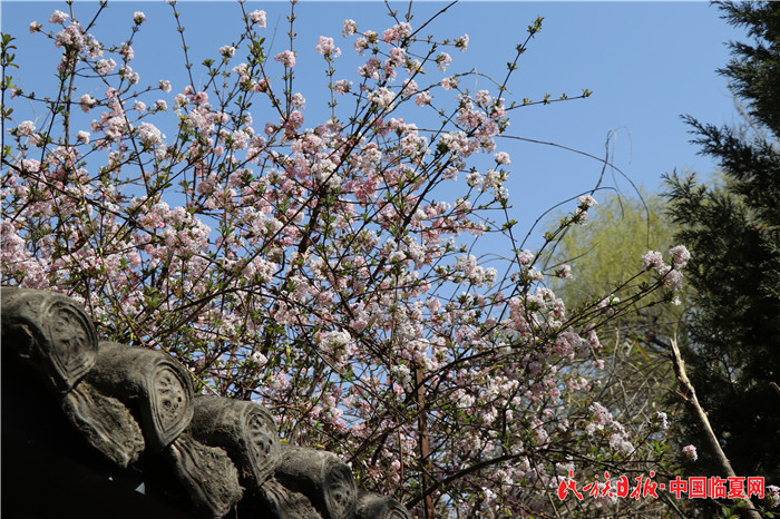 春色满园关不住_副本.jpg