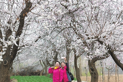 1524445925296317.jpg 27031524356934432.jpg