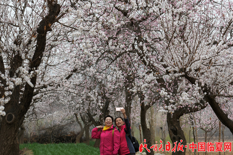 东乡县唐汪川杏花吸引了游客参观赏花 史有东摄_副本_副本.jpg