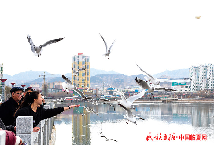 1524883108280976.jpg 人鸥和谐相处 700大.jpg