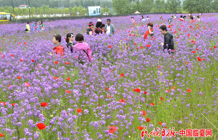 游客观赏蓝香芥.jpg