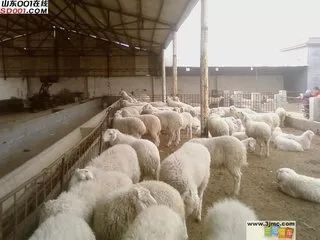 1530669462810624.jpeg 1.jpeg