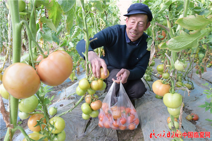 临夏市：设施农业富农家 史有东摄.jpg