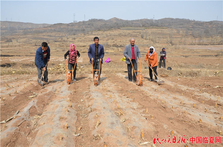 种油菜花 (1).jpg