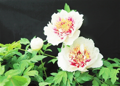 1588728660984114.jpg 95741588563543850.jpg