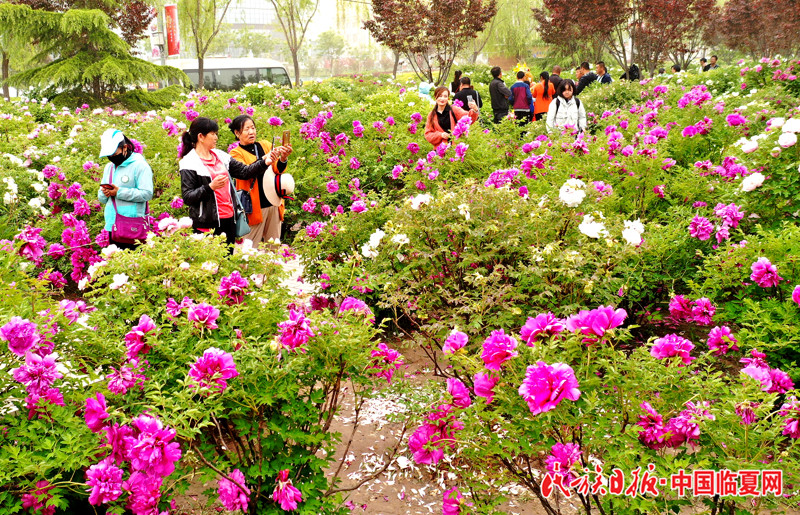 小 临夏市牡丹长廊.jpg