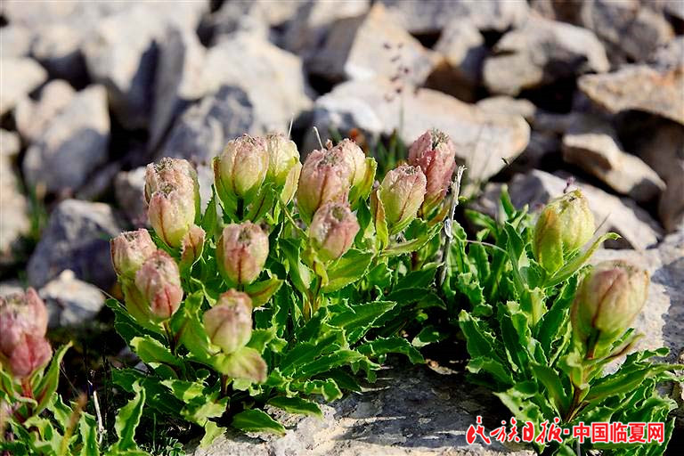 1618803293460938.jpg ad1a02a8-1286-4bce-9a37-ee5a3b7110bb.jpg.jpg