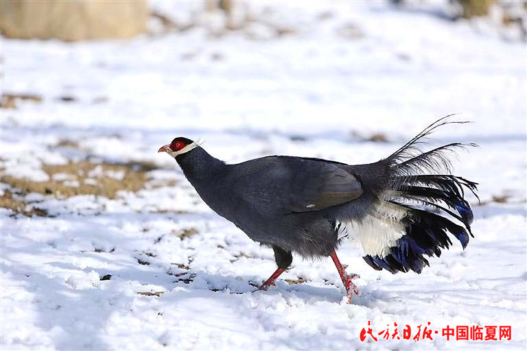 1618803312332522.jpg 7c85ff63-a955-496a-905e-48c2c250e032.jpg.jpg