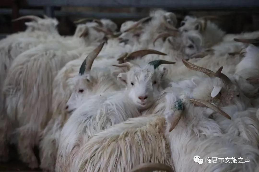 1640832038217505.jpg 1640832038217505.jpg