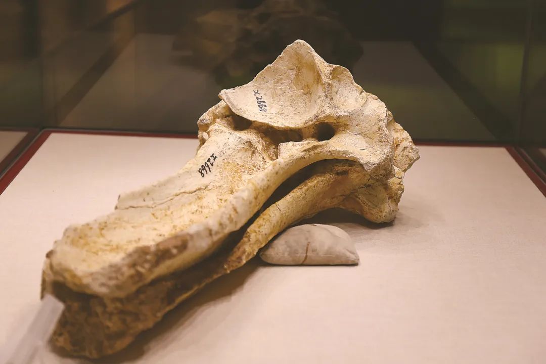 1668388234553835.jpg 1668388234553835.jpg