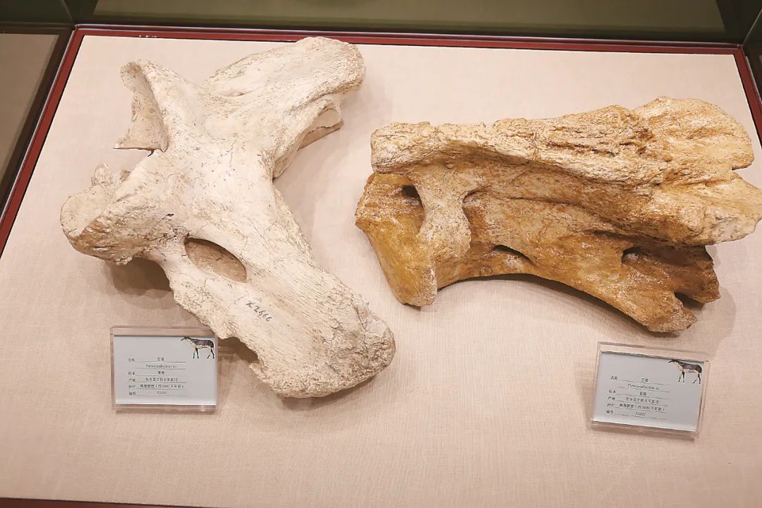 1668388307588954.jpg 1668388307588954.jpg