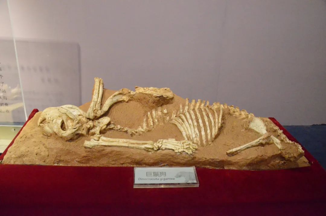 1668388334146479.jpg 1668388334146479.jpg