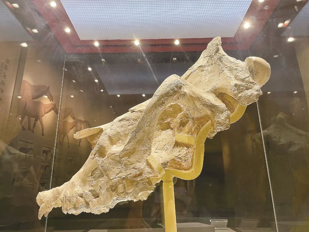 1668432007369562.jpg 1668432007369562.jpg