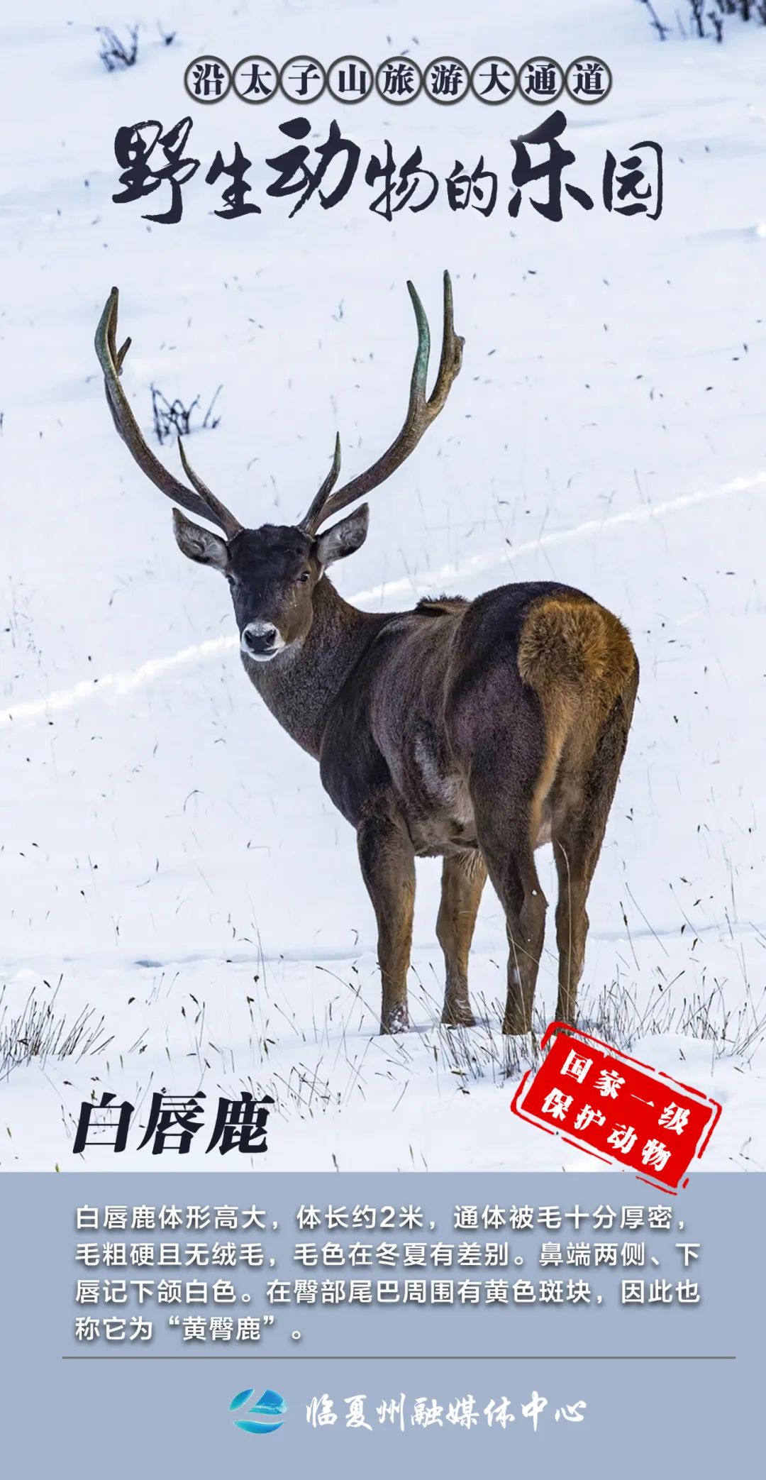 1681268088235550.jpg